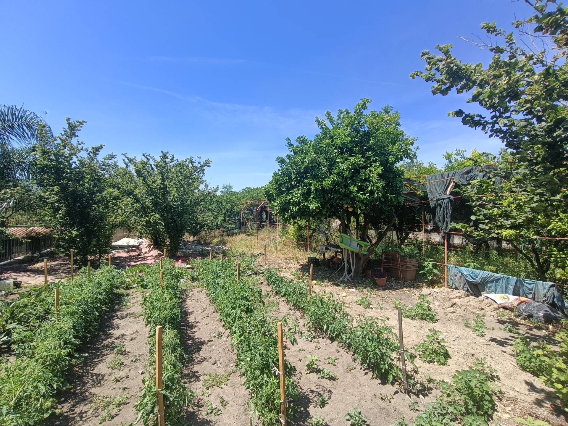 Terreno Agricolo in affitto a Scisciano