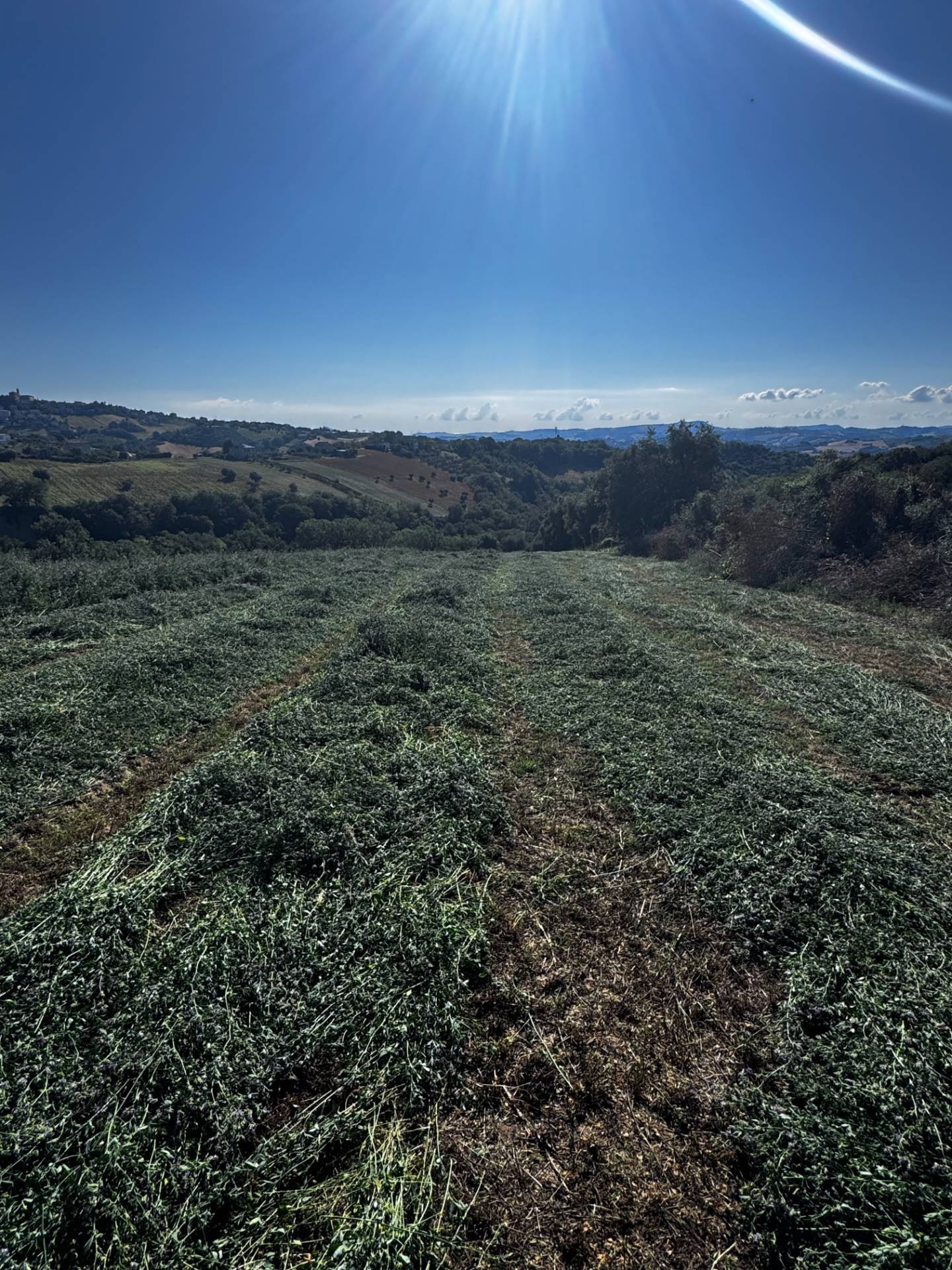 Terreno Agricolo in vendita a Montegiorgio