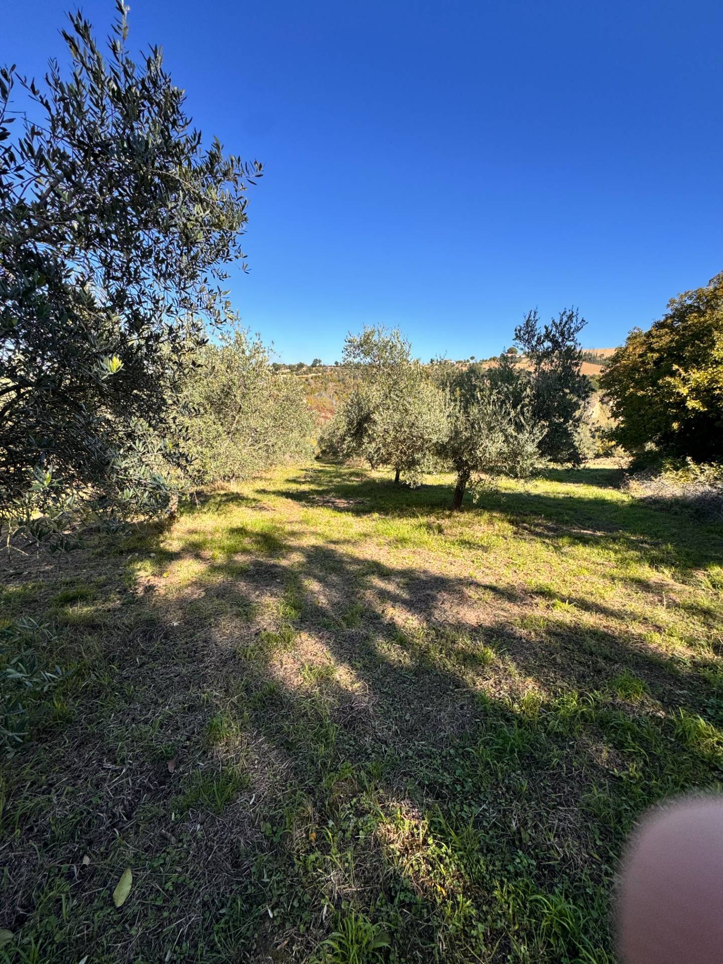 Casolare e Terreno in vendita a Montegiorgio