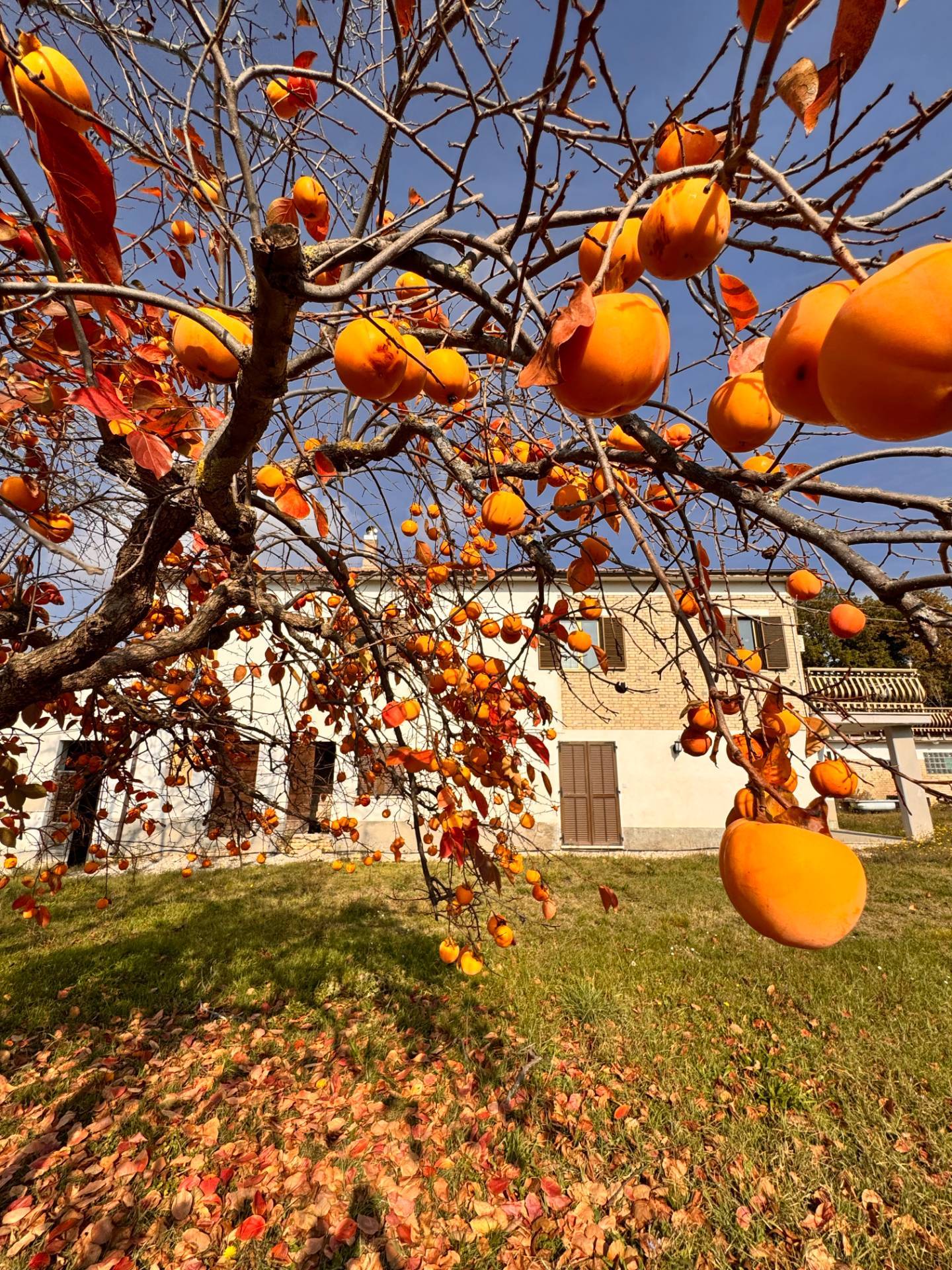 Casolare e Terreno in vendita a Montegiorgio