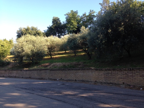 Terreno edificabile in vendita a Montegiorgio
