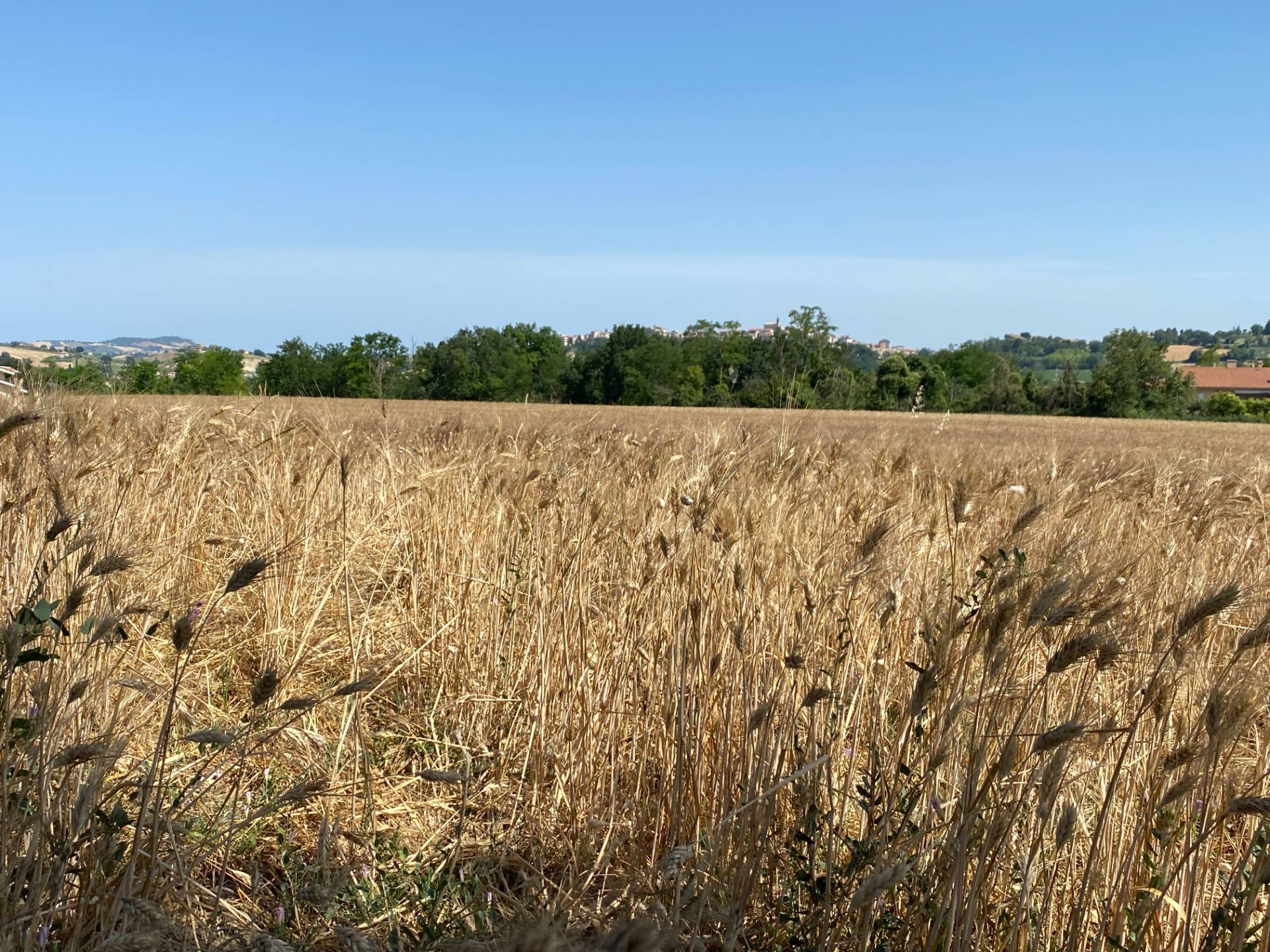 Terreno edificabile in vendita a Magliano di Tenna