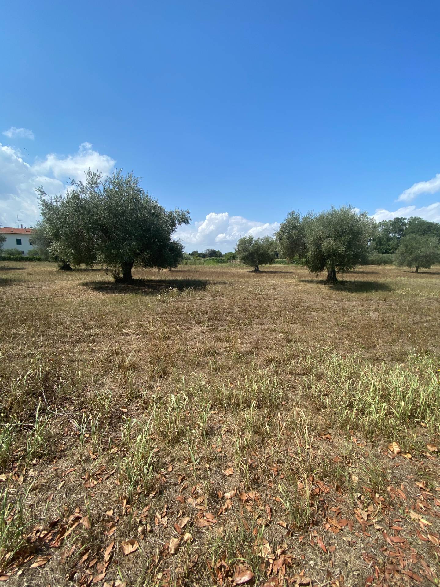 Terreno Agricolo in vendita a Fermo, Lido San Tommaso