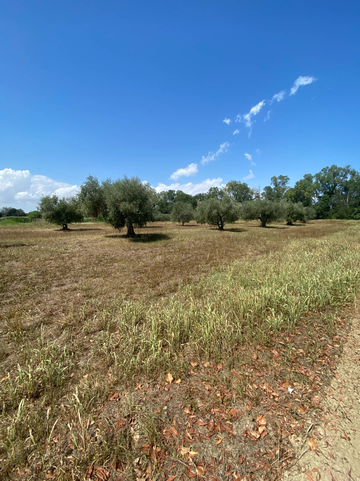 Terreno Agricolo in vendita a Fermo, Lido San Tommaso