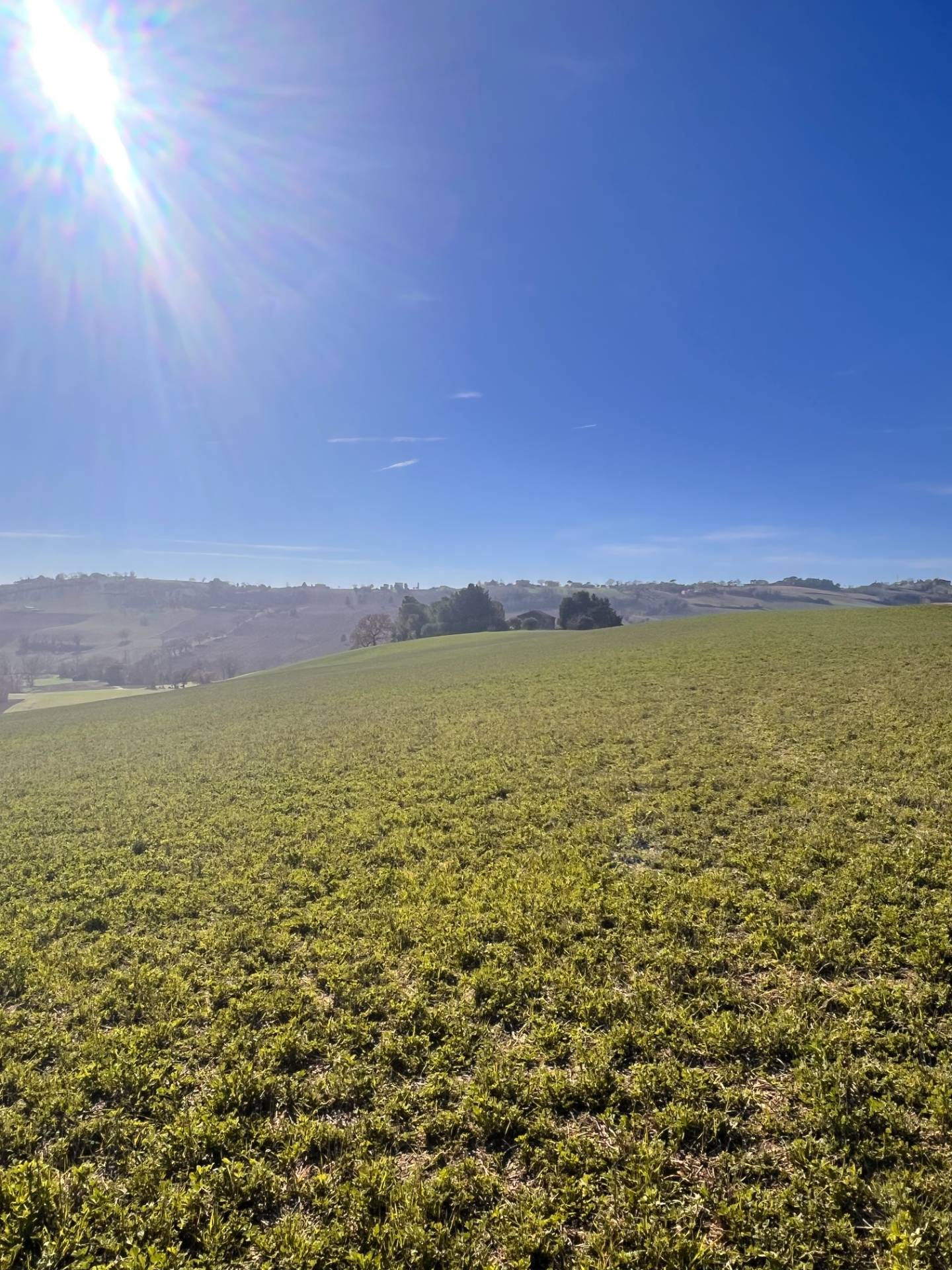 Terreno Agricolo in vendita a Recanati