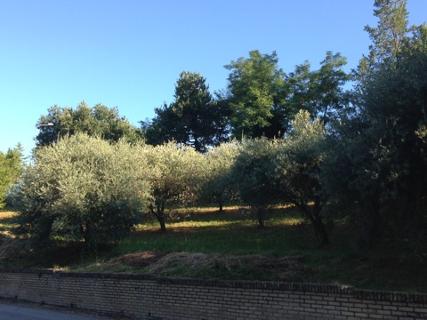 Terreno edificabile in vendita a Montegiorgio