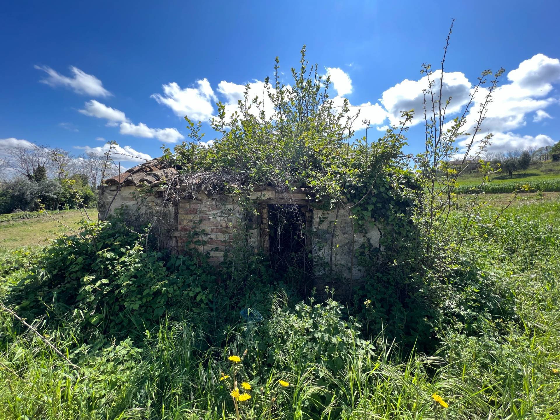 immagine annuncio 6 di 10