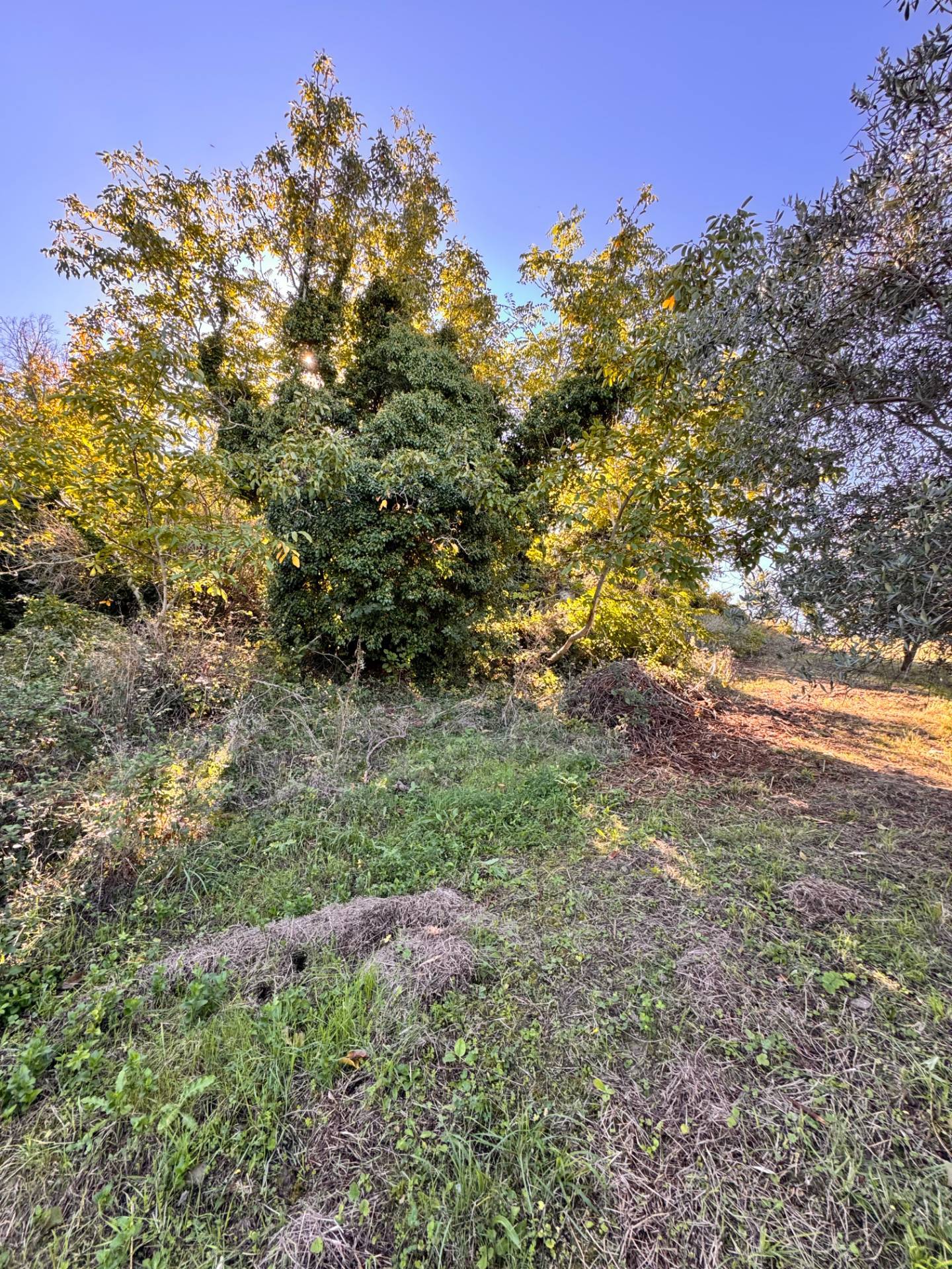 Terreno Agricolo in vendita a Montegiorgio