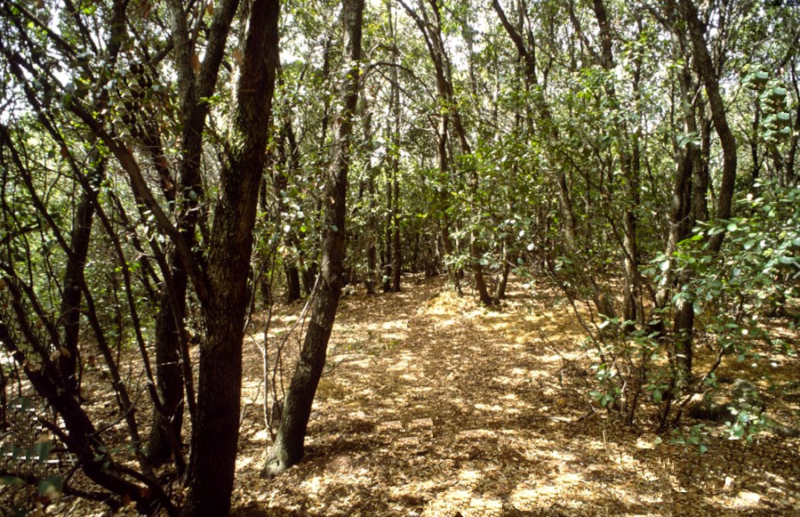 Terreno in vendita in strada del poggiolo, Monteriggioni