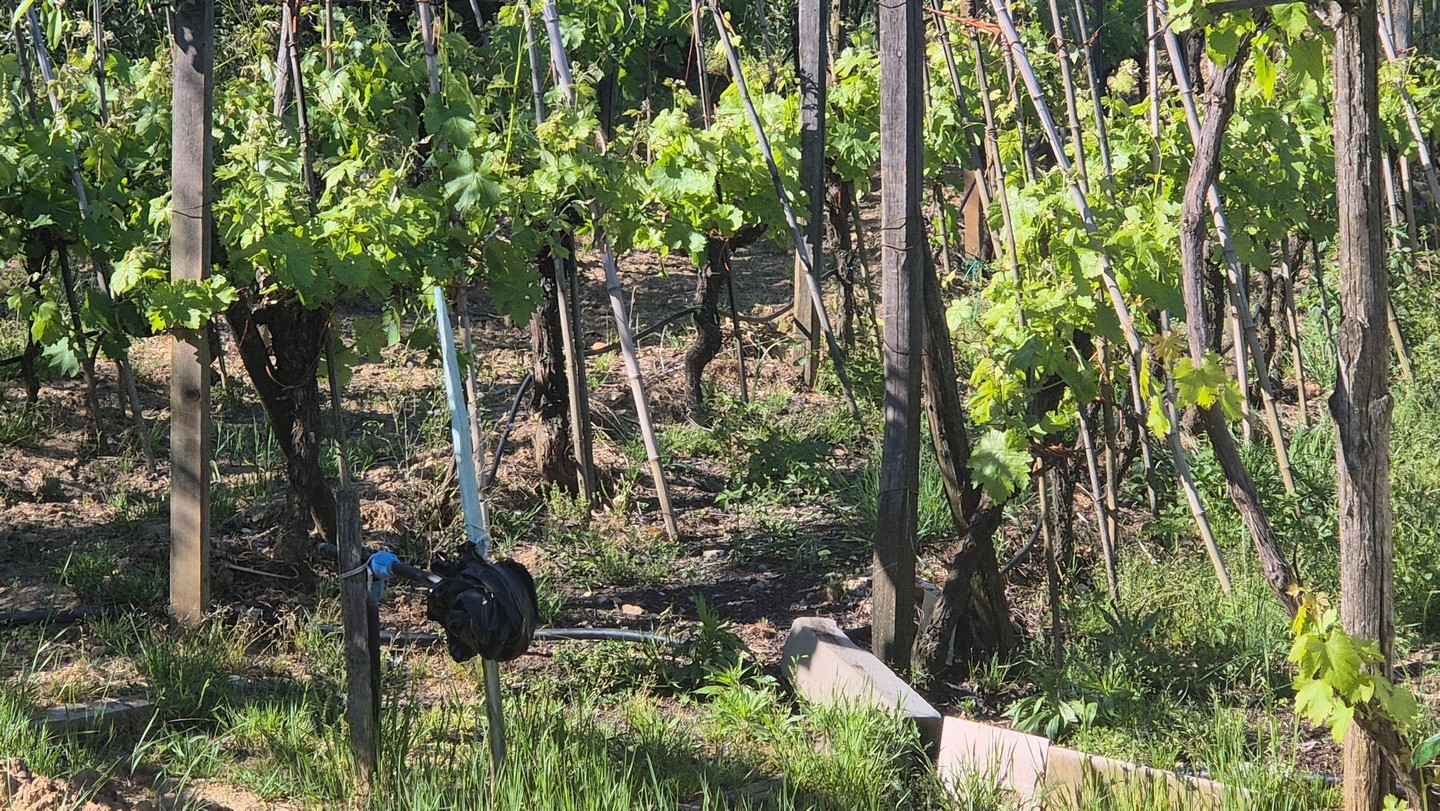 Terreno in vendita in strada dei tufi, Siena