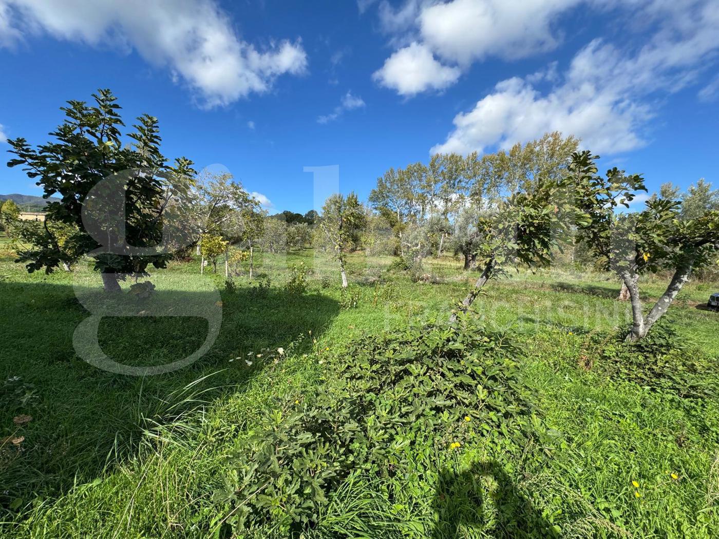 Terreno Agricolo in vendita a Rende