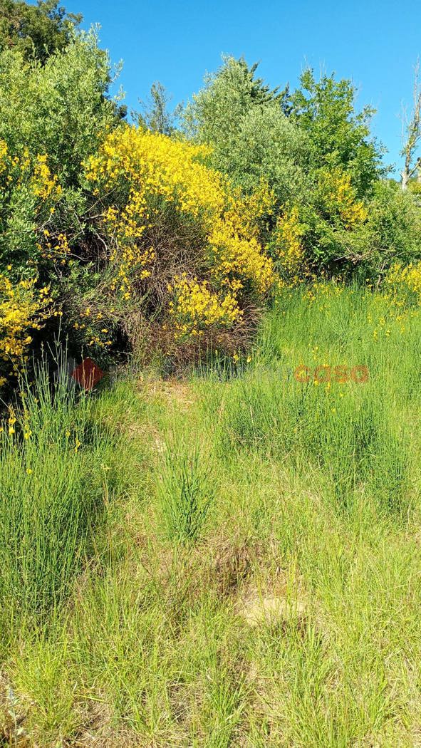 Terreno Agricolo in vendita a Arezzo