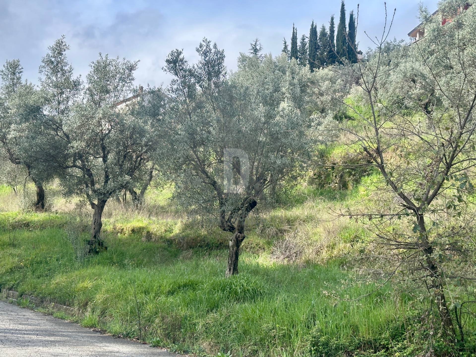 Terreno Agricolo in vendita a Mendicino, Tivolille