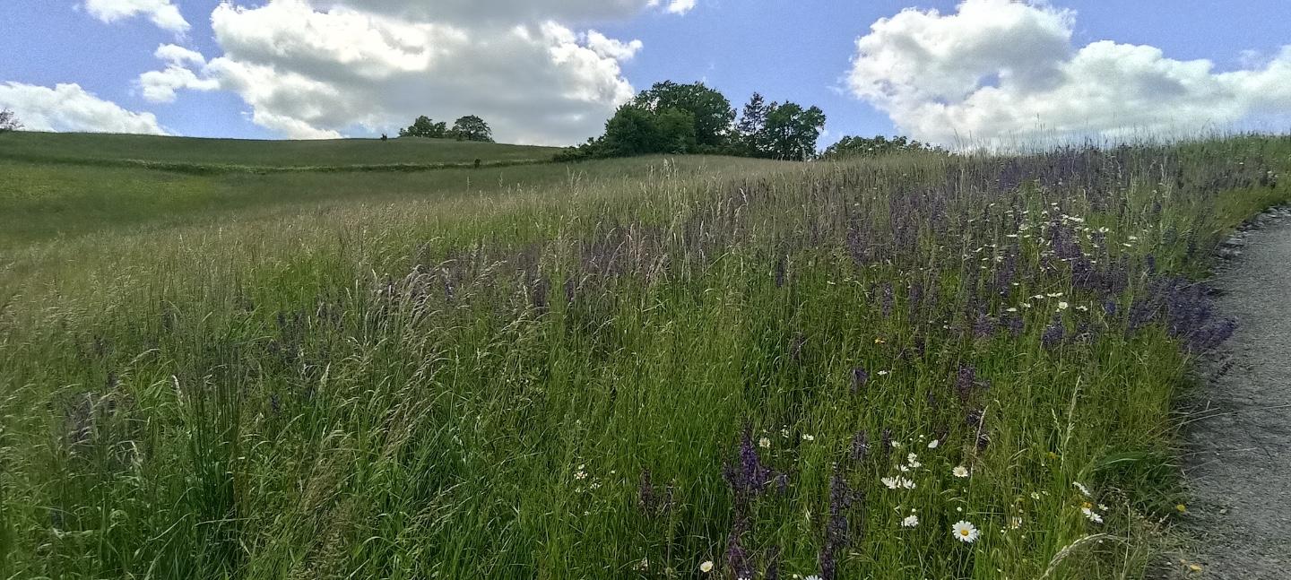 Terreno Edificabile in vendita, Tizzano Val Parma madurera