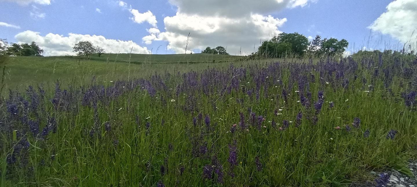 Terreno Edificabile in vendita, Tizzano Val Parma madurera
