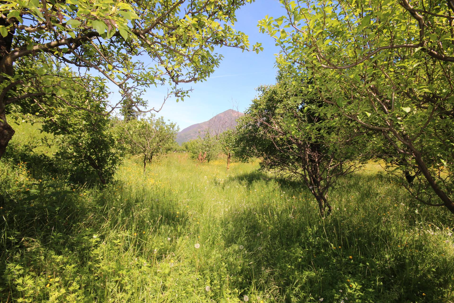 Casa in vendita a Cannobio, Traffiume