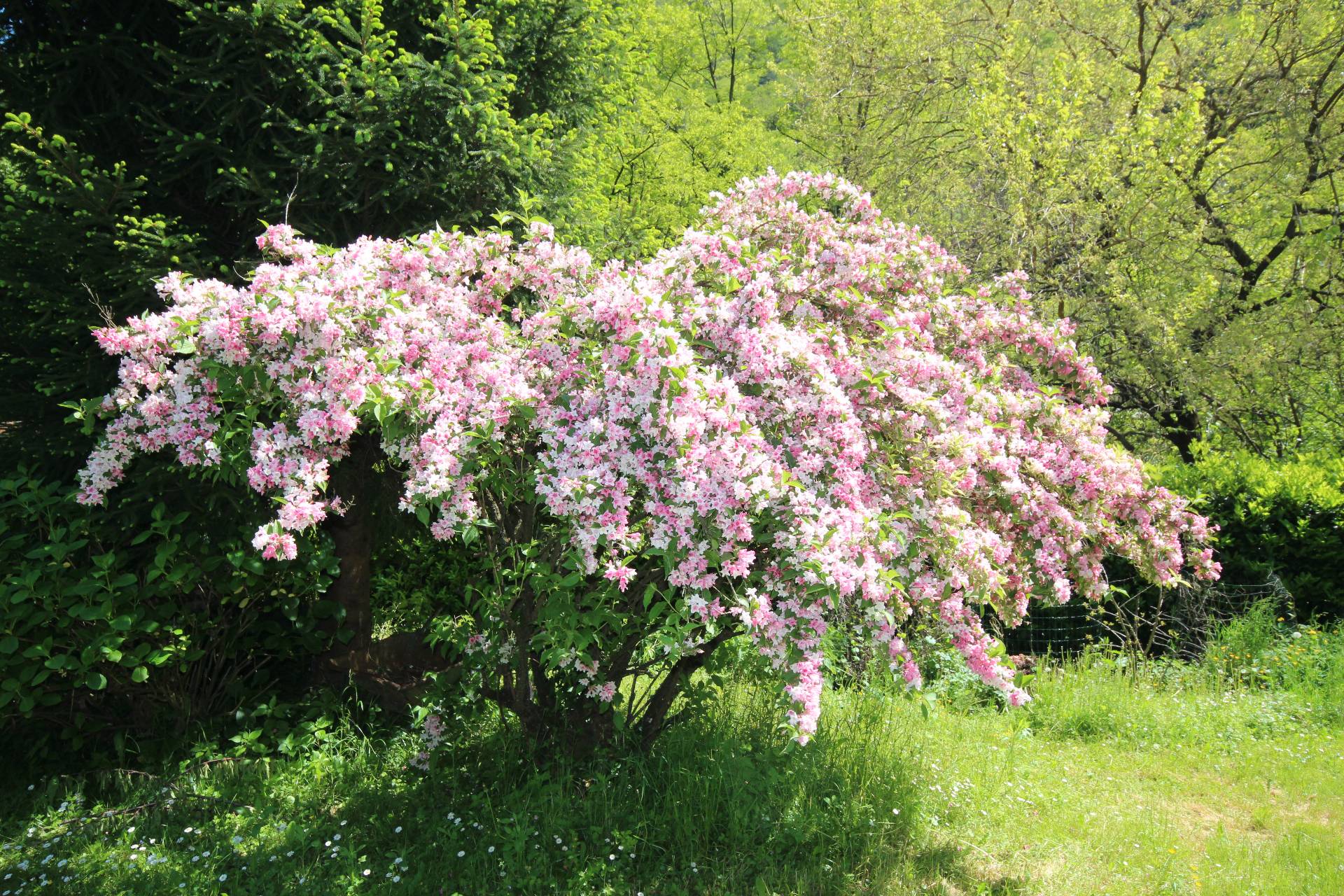 Casa in vendita a Cannobio, Traffiume
