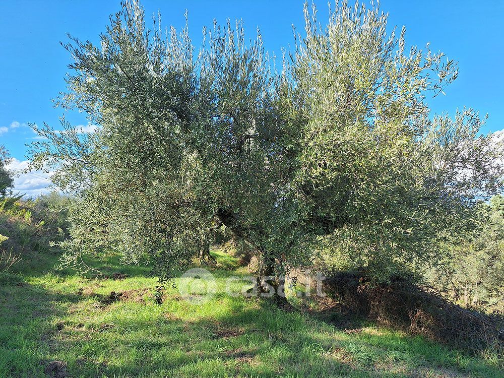 Terreno in vendita a Magione