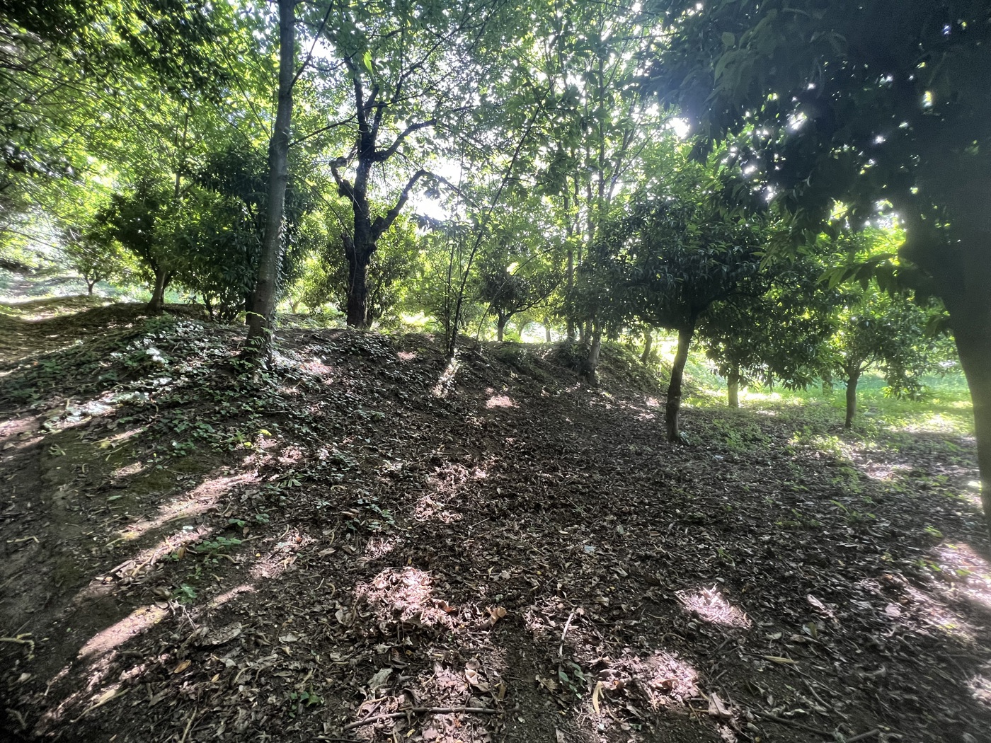 Terreno Agricolo in vendita a Nocera Superiore