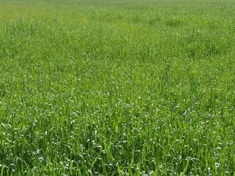 Terreno Agricolo in vendita, Carrara marina di