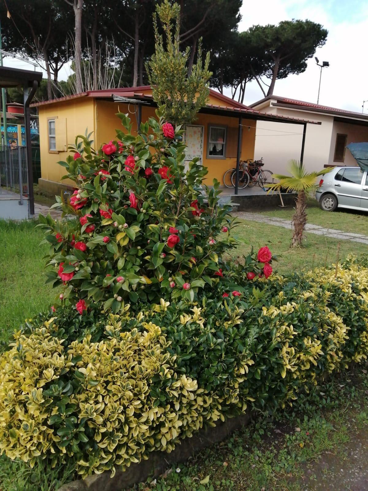 Casa indipendente in vendita, Massa partaccia