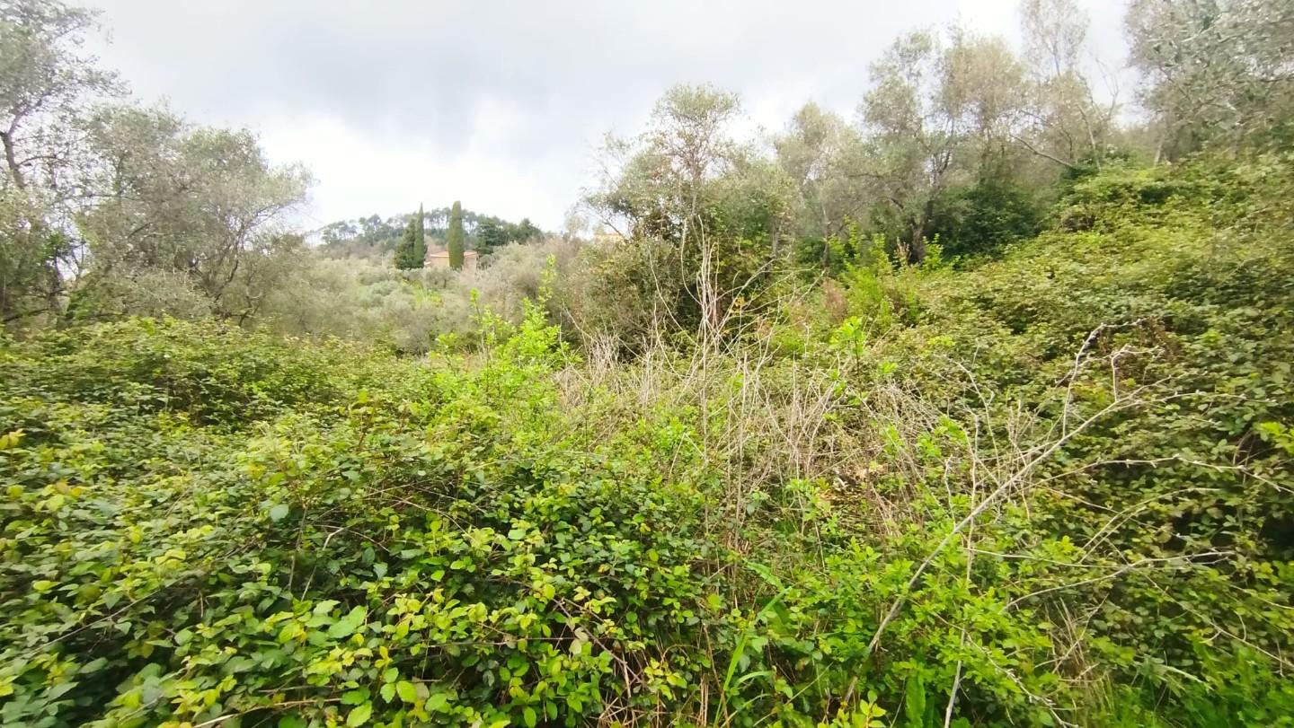 Terreno Agricolo in vendita, Fosdinovo paghezzana