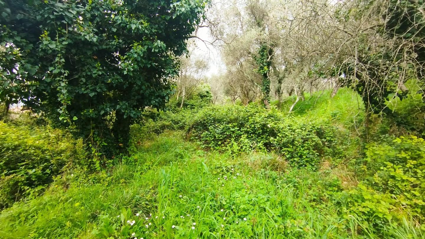 Terreno Agricolo in vendita, Fosdinovo paghezzana