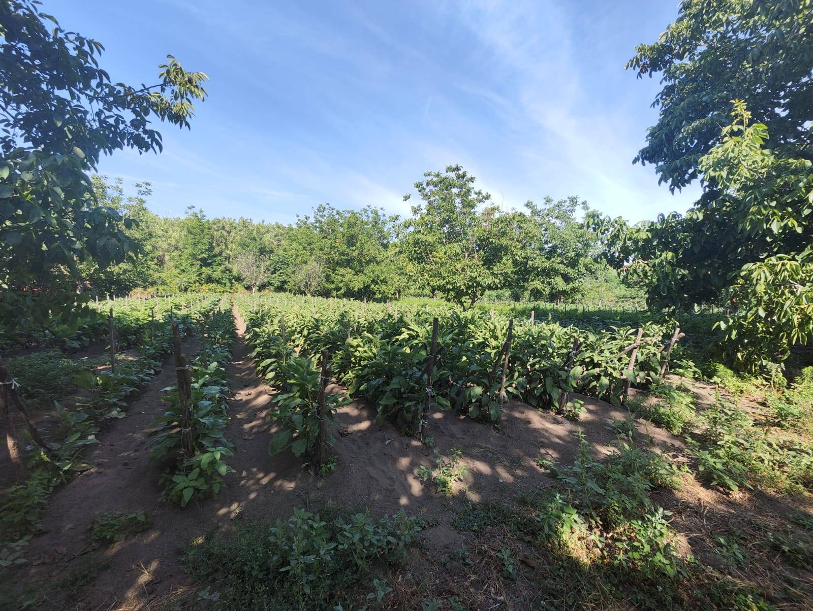Terreno Agricolo in vendita a Pomigliano d'Arco