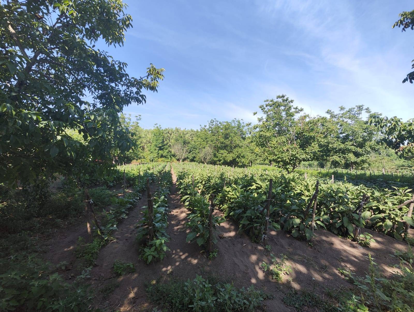 Terreno Agricolo in vendita a Pomigliano d'Arco