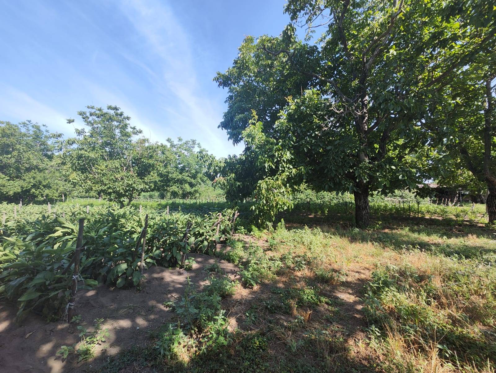 Terreno Agricolo in vendita a Pomigliano d'Arco