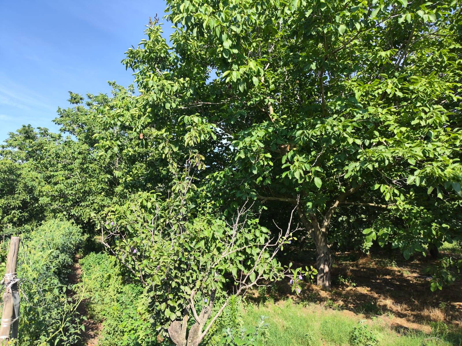 Terreno Agricolo in vendita a Pomigliano d'Arco
