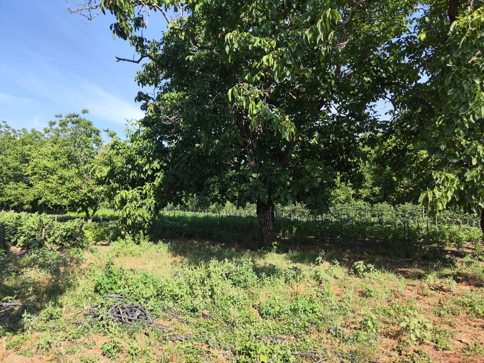 Terreno Agricolo in vendita a Pomigliano d'Arco