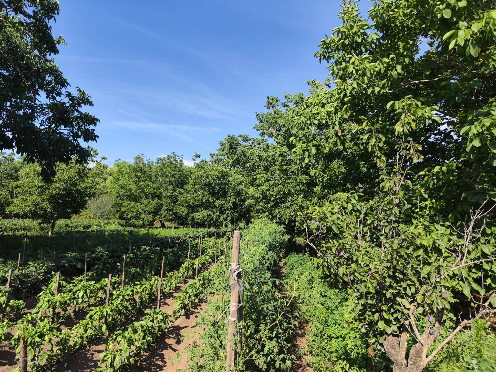 Terreno Agricolo in vendita a Pomigliano d'Arco