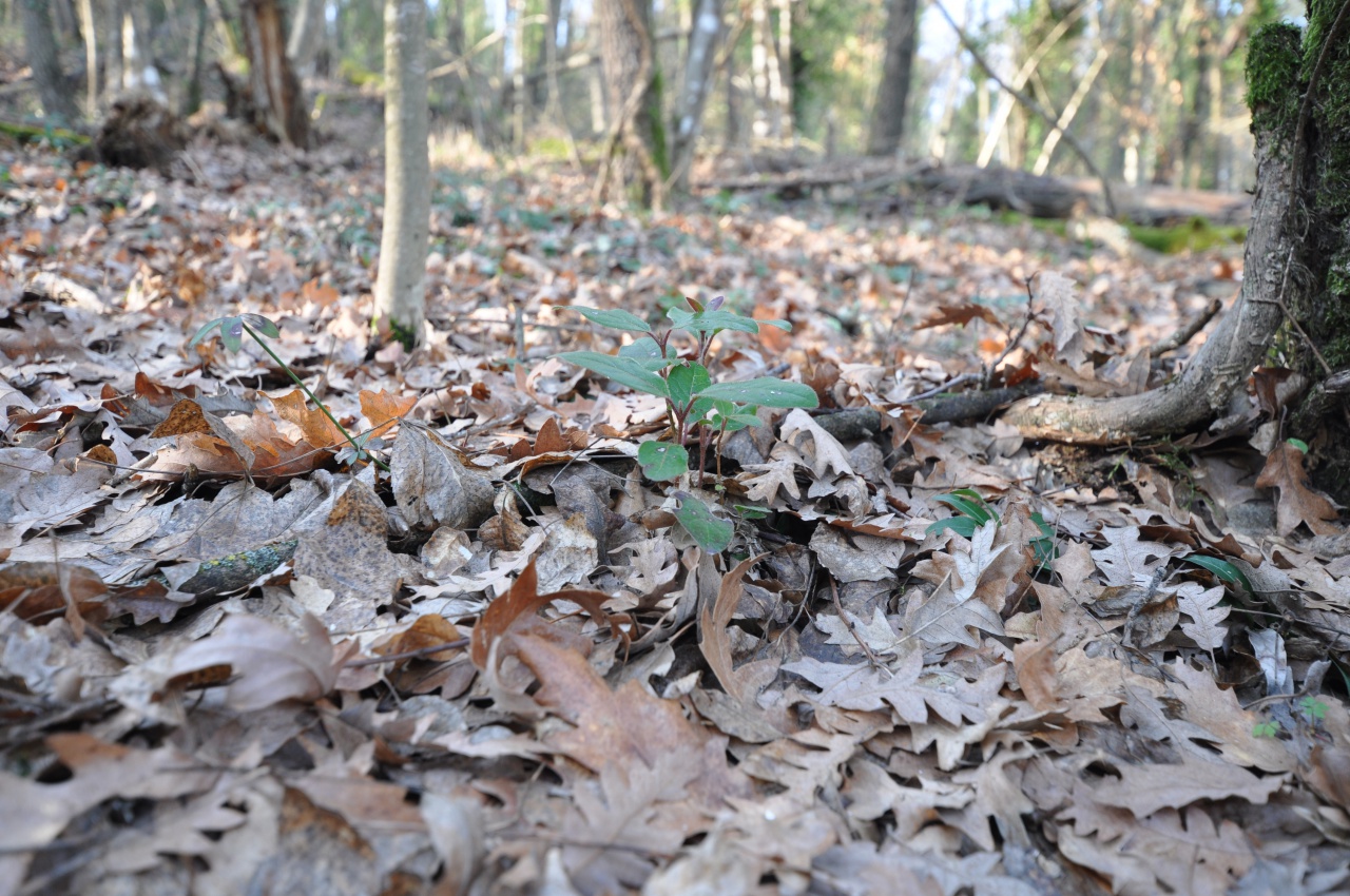 Terreno in vendita a Impruneta
