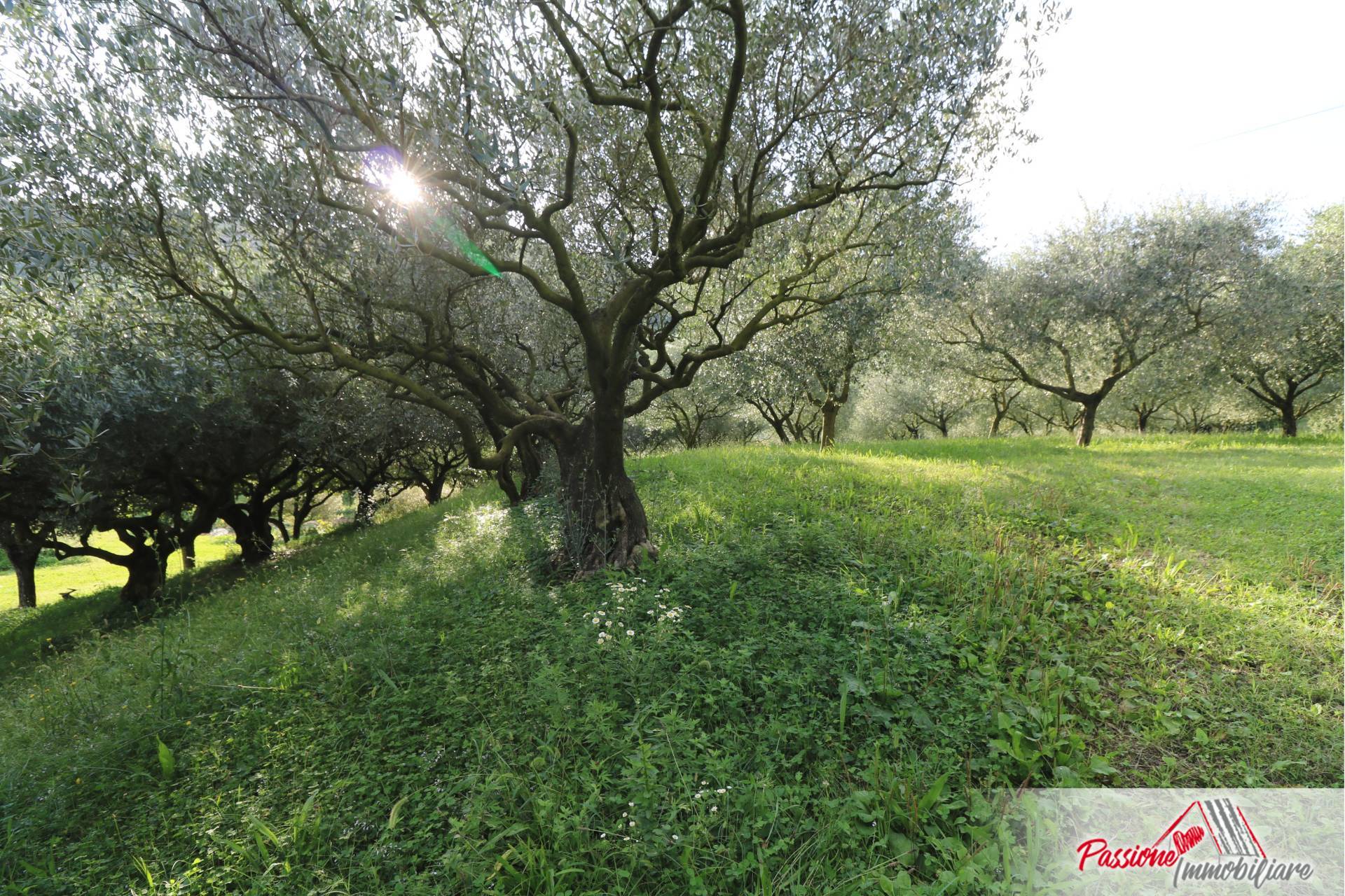 Terreno Agricolo in vendita a Verona, Avesa