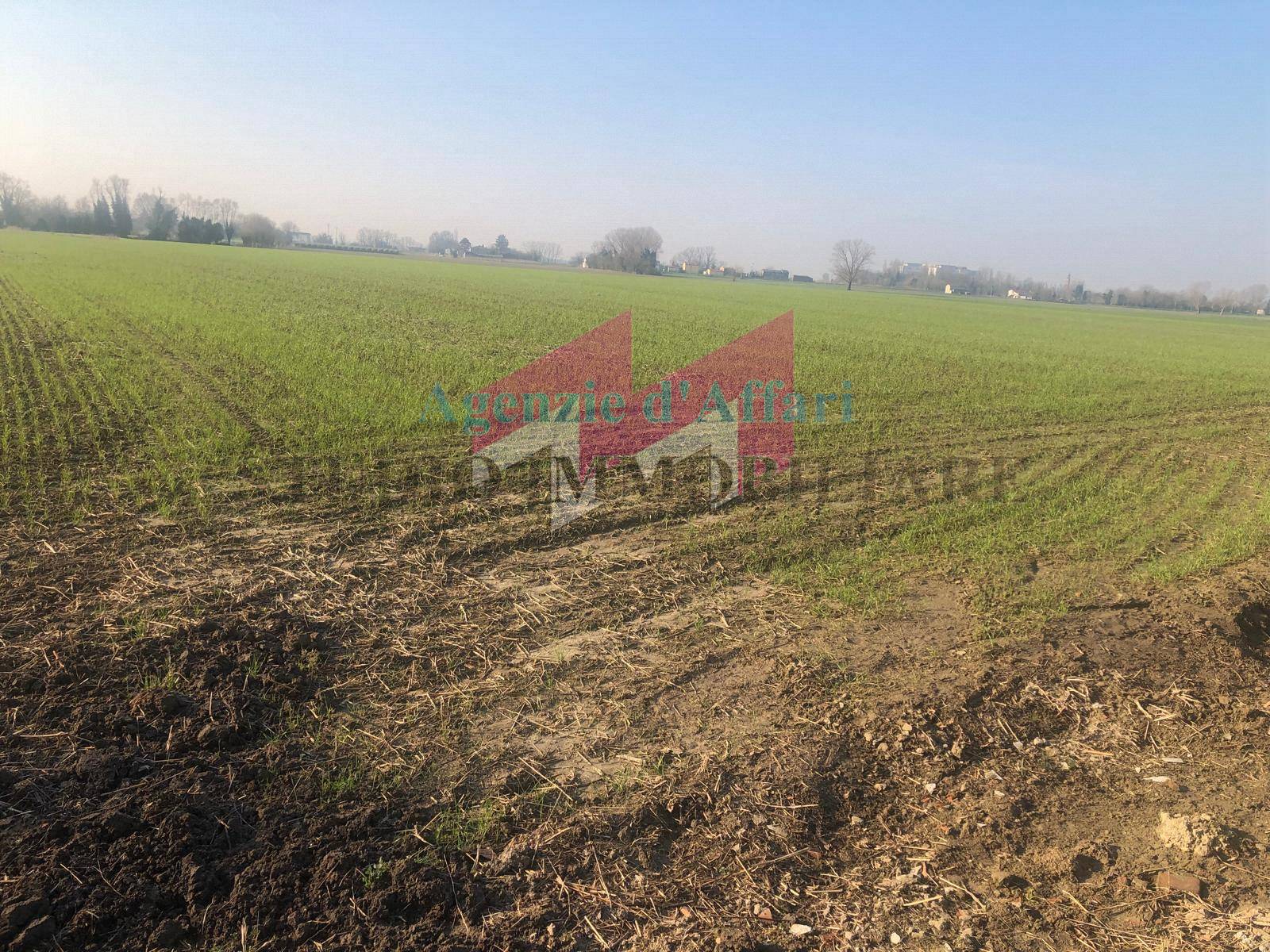 Terreno Agricolo in vendita a Trecenta