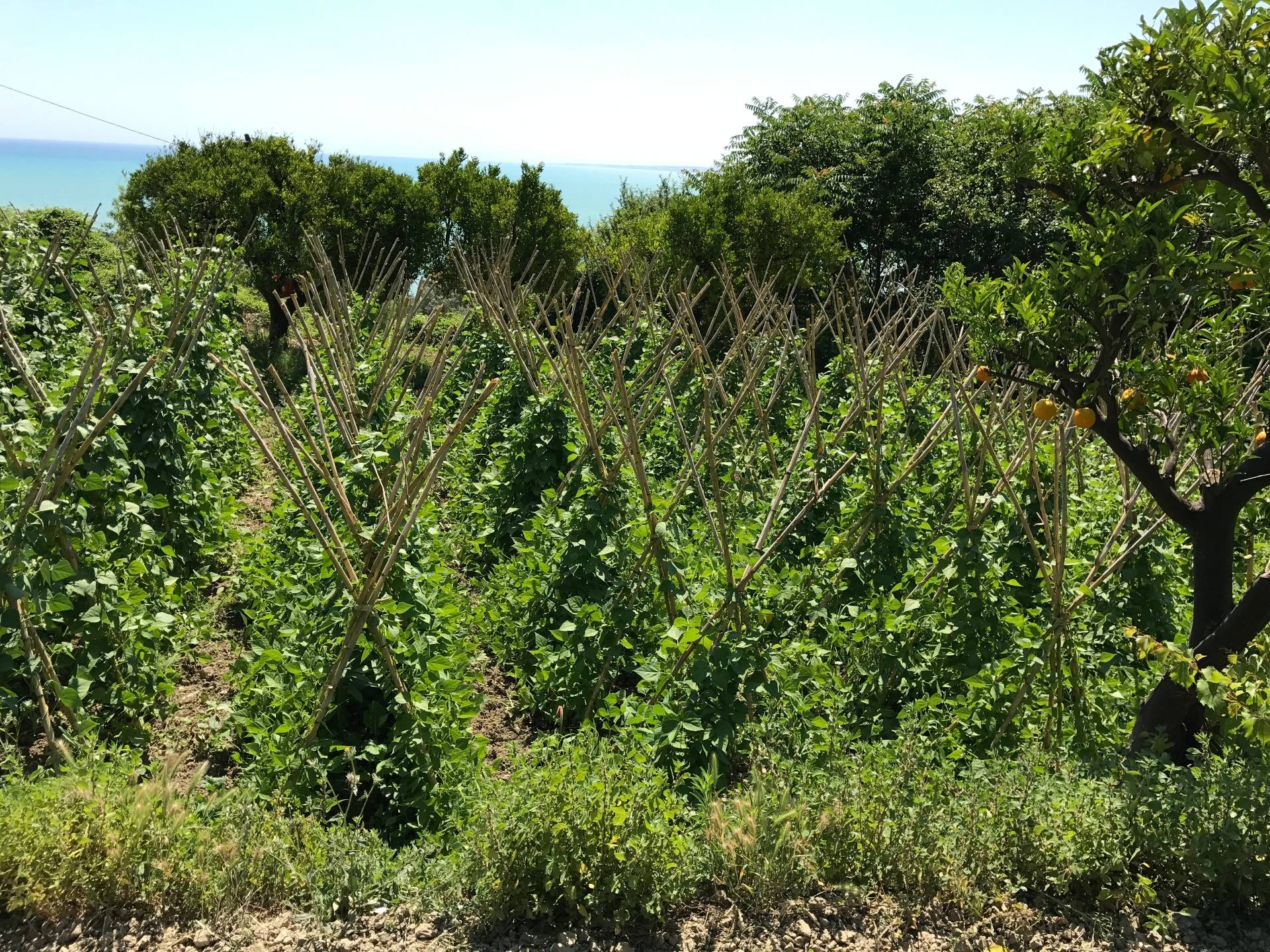 Terreno edificabile in vendita a Vasto, ZONA RESIDENZIALE