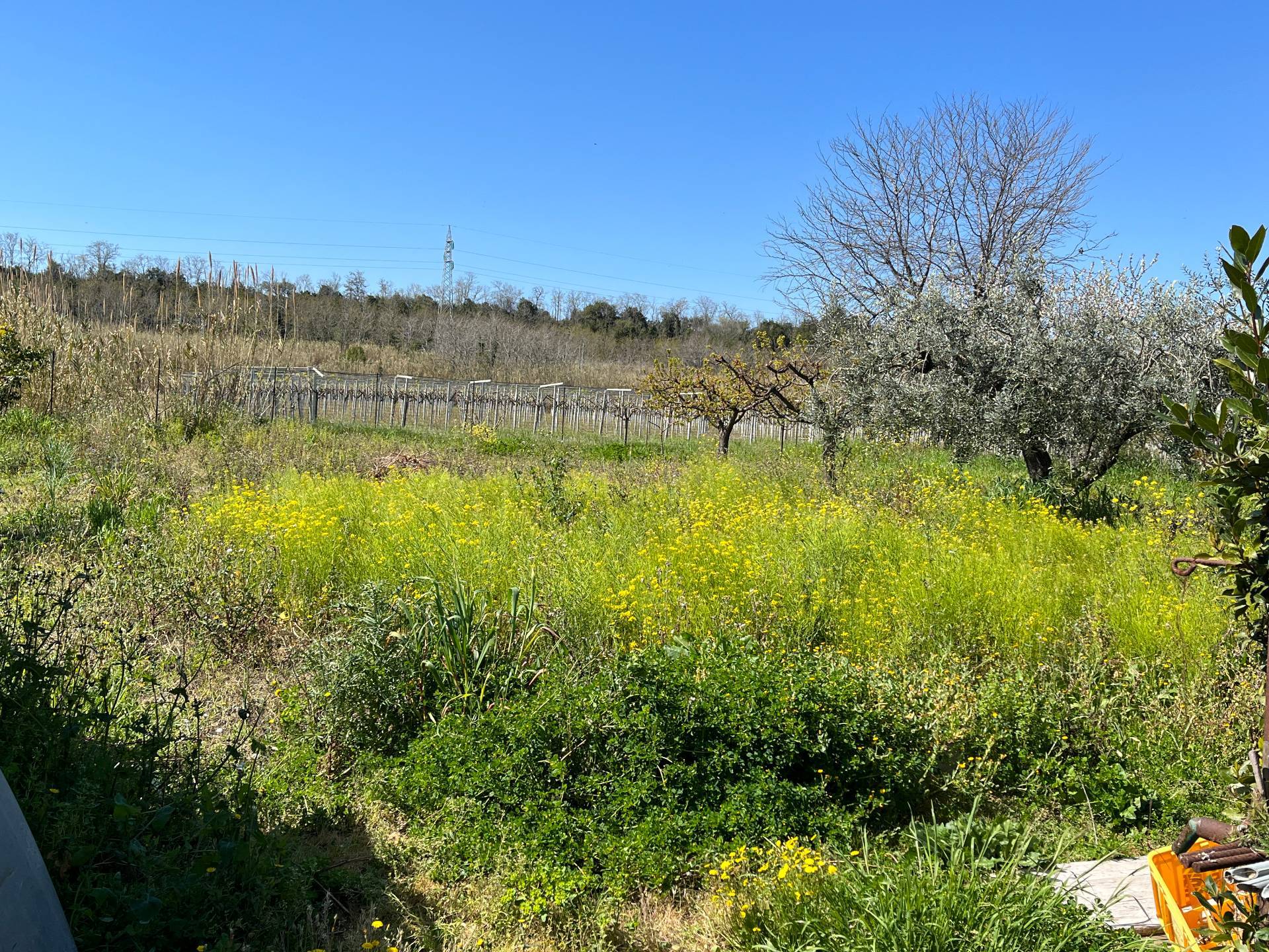 immagine annuncio 6 di 8