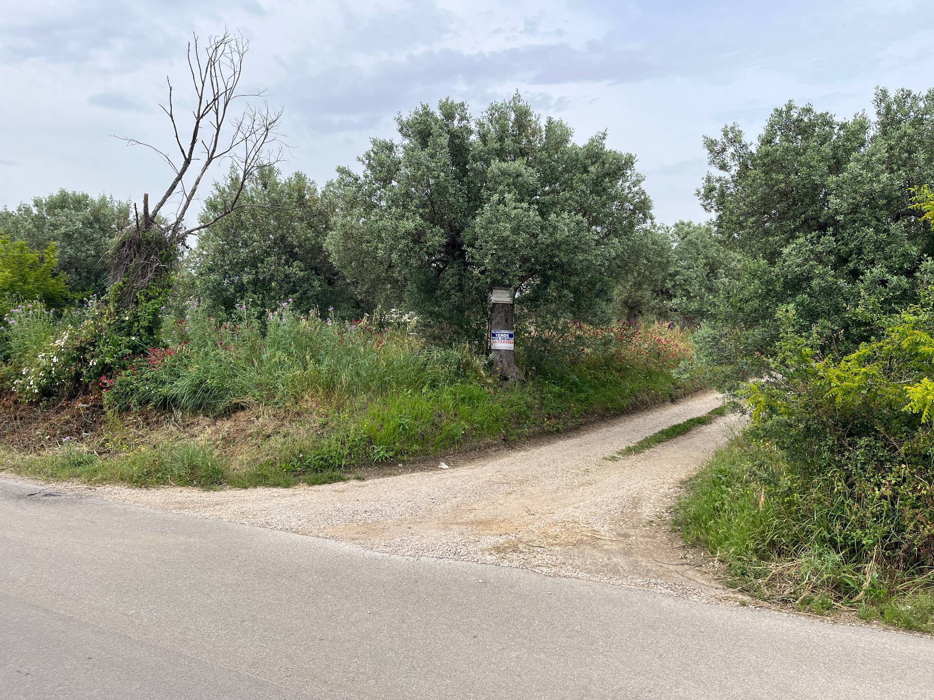 Terreno Agricolo in vendita a Vasto, ZONA PERIFERICA