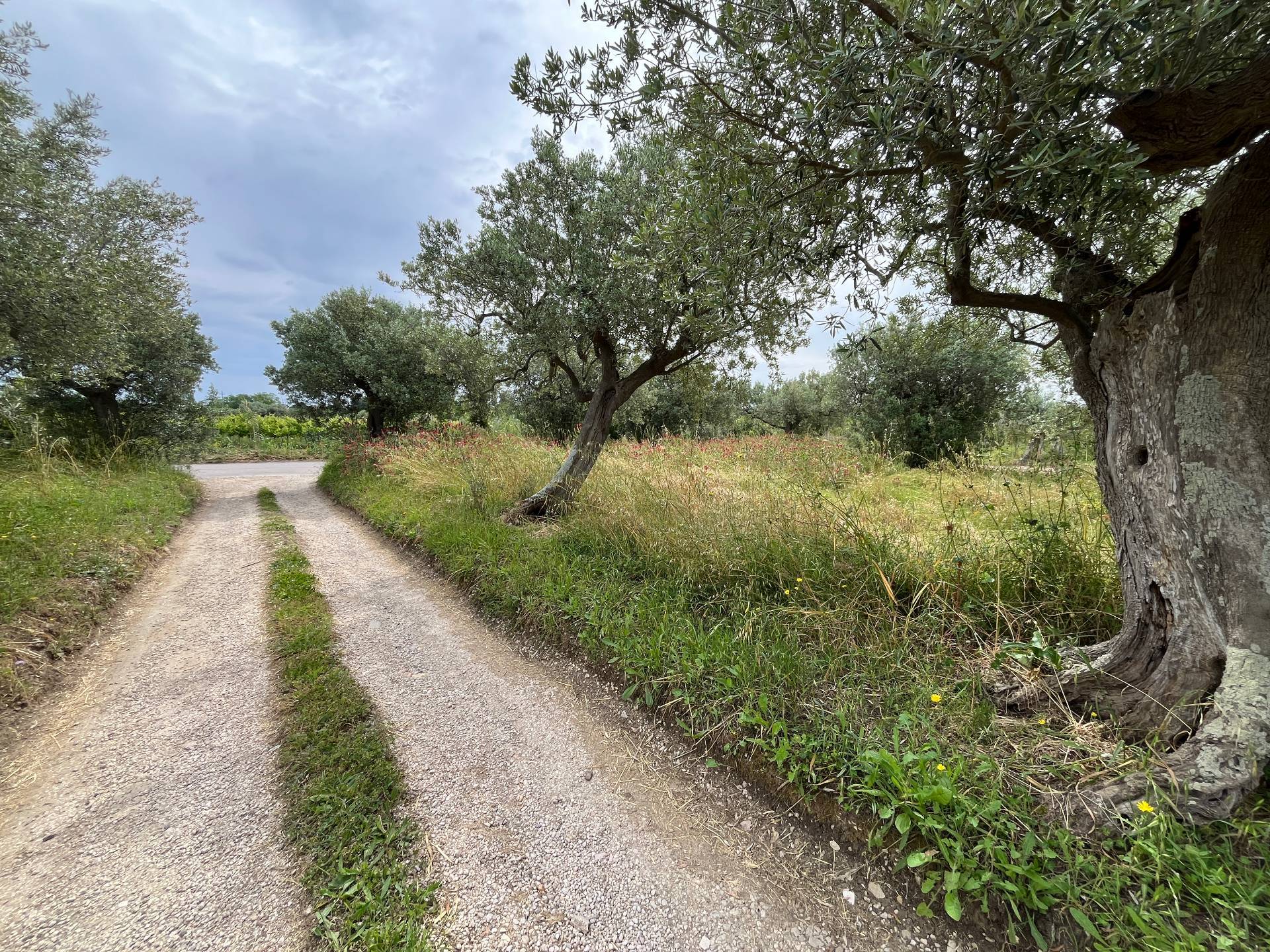 Terreno Agricolo in vendita a Vasto, ZONA PERIFERICA
