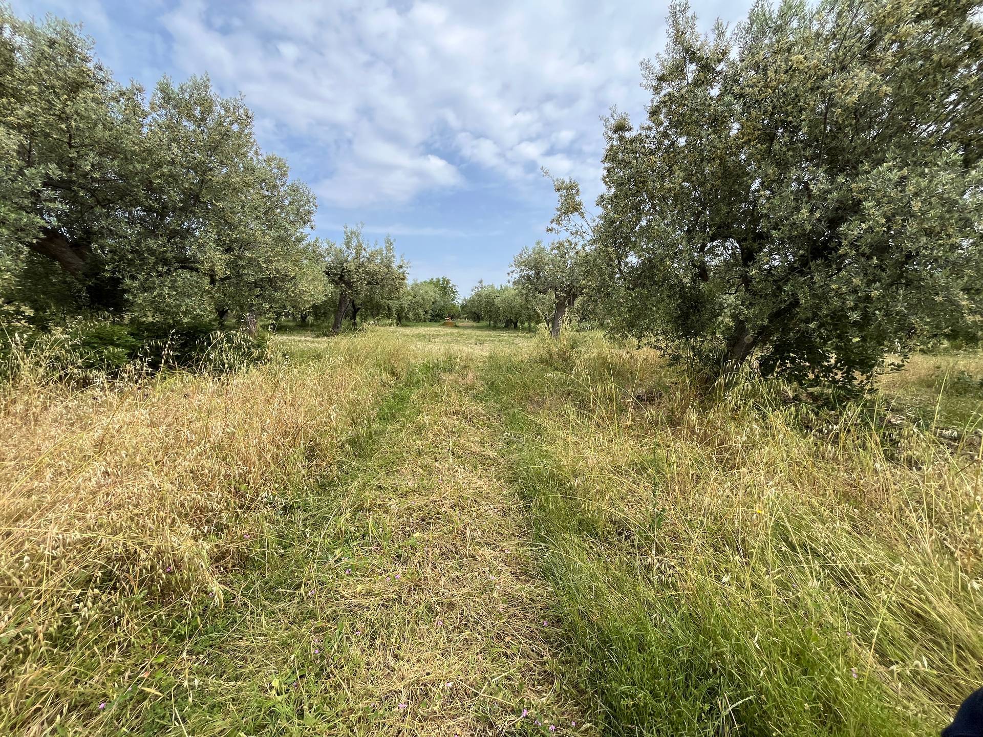 Terreno Agricolo in vendita a Vasto, ZONA PERIFERICA