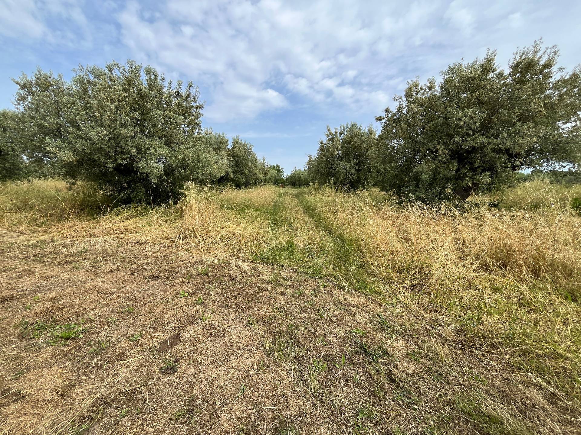 Terreno Agricolo in vendita a Vasto, ZONA PERIFERICA