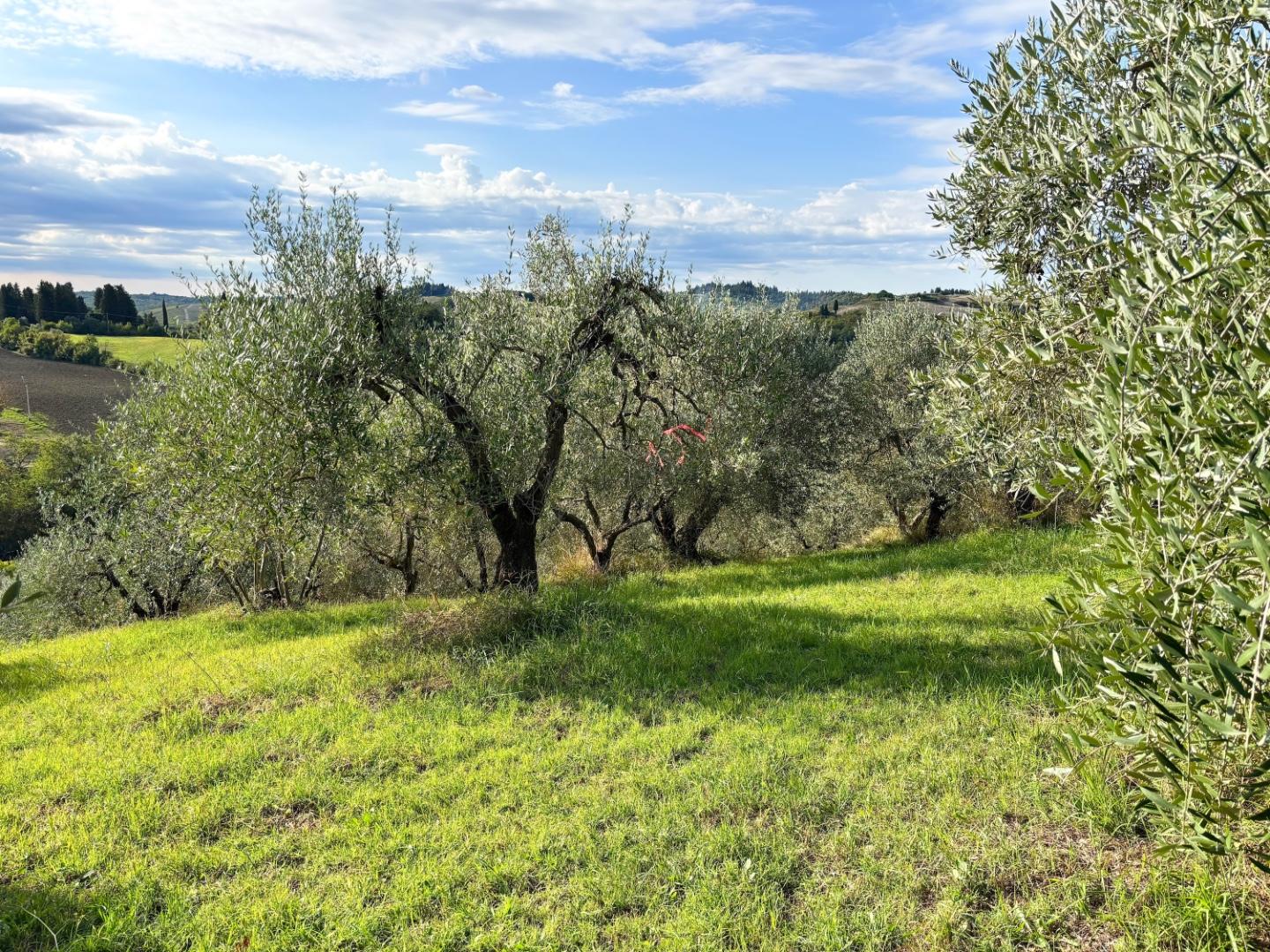 immagine annuncio 5 di 6
