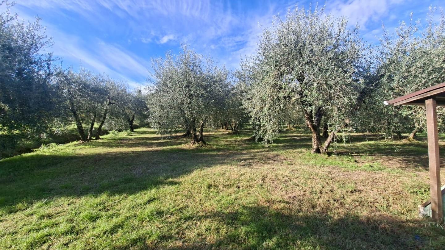 Terreno Agricolo in vendita a Capannoli