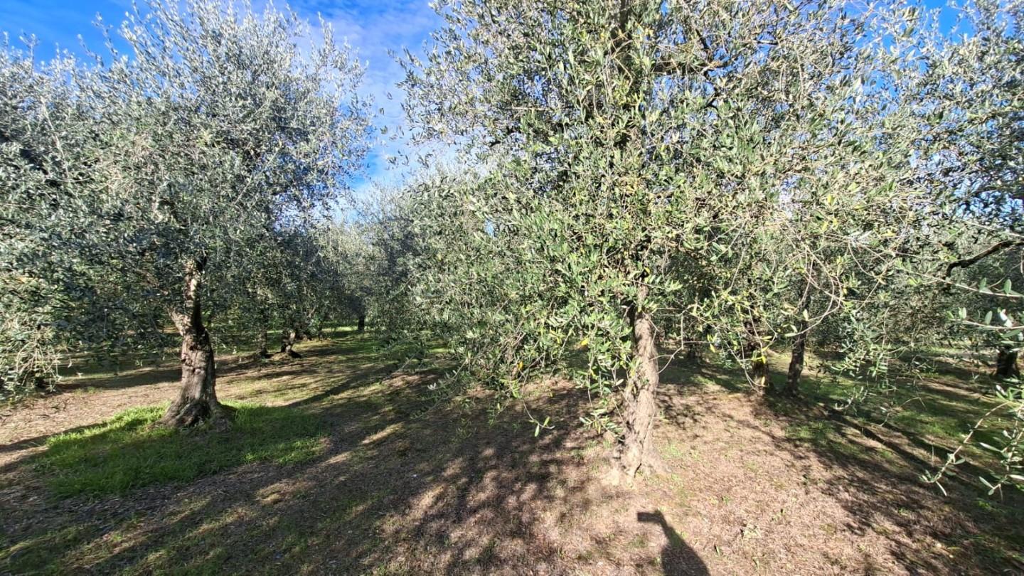 Terreno Agricolo in vendita a Capannoli