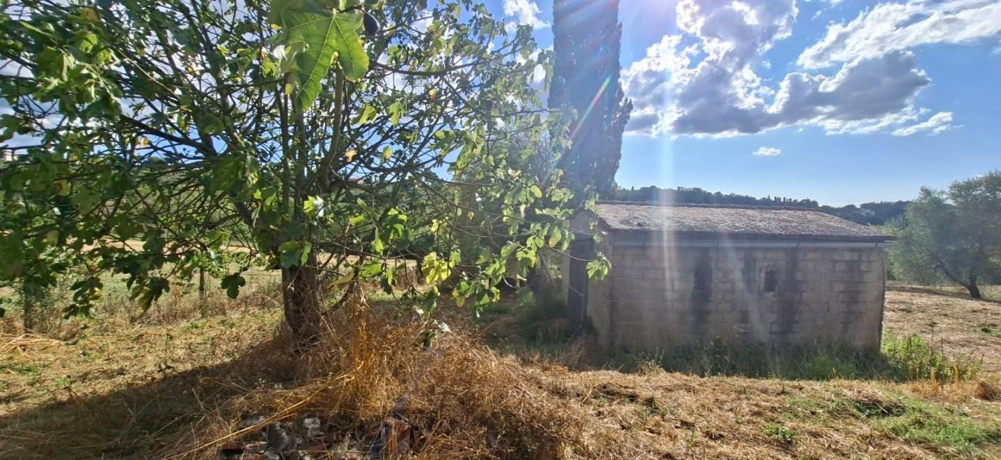 Terreno Edificabile in vendita, Capannoli san pietro in belvedere