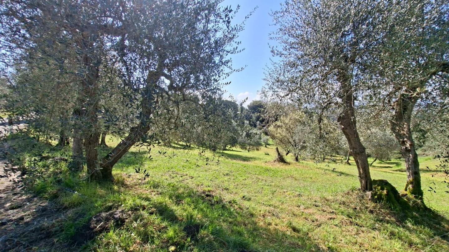 Terreno Agricolo in vendita, Peccioli legoli