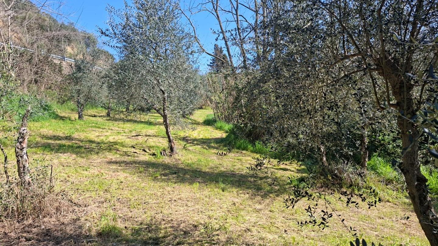 immagine annuncio 2 di 6