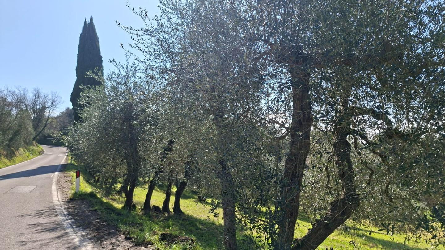 immagine annuncio 4 di 6