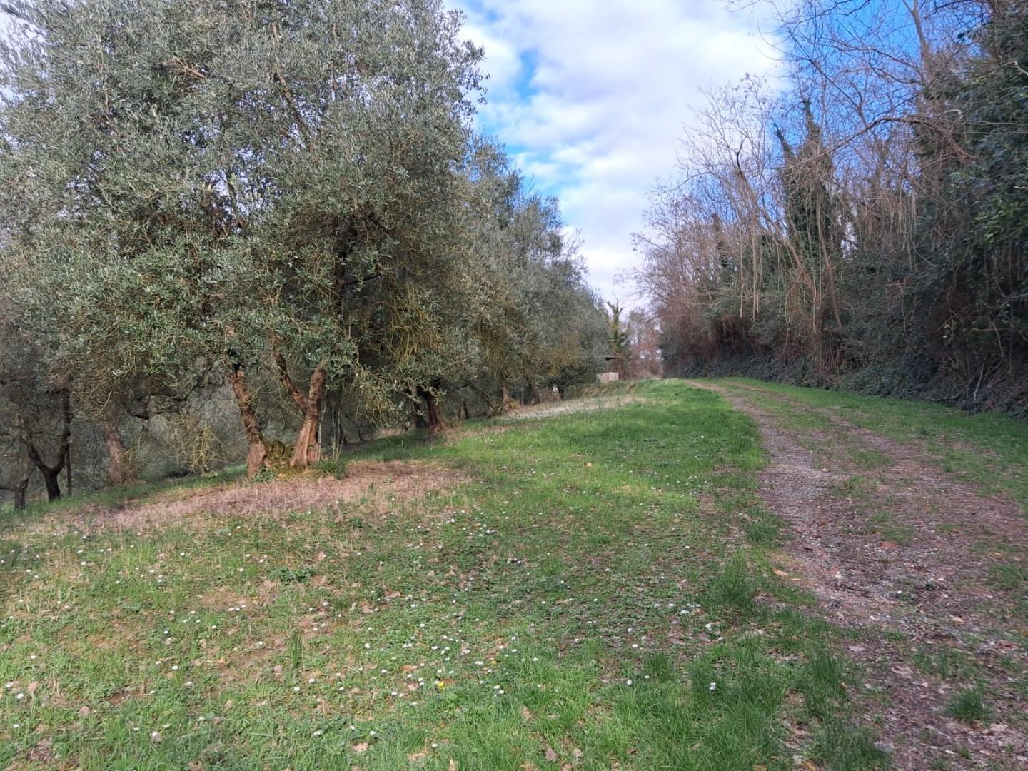 Terreno Agricolo in vendita a Capannoli